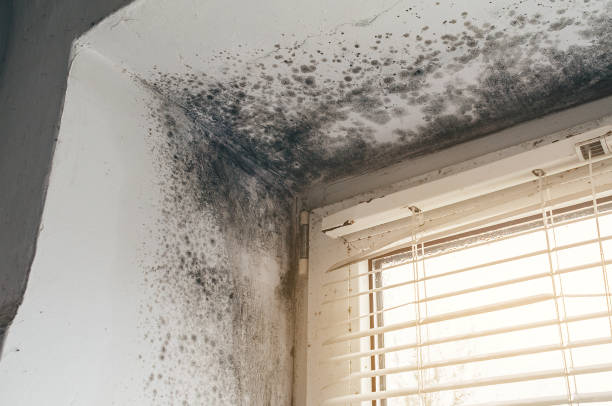 Trusted Crawl Space Mold Removal service in Allendale, NJ - Cheap Mold Removal