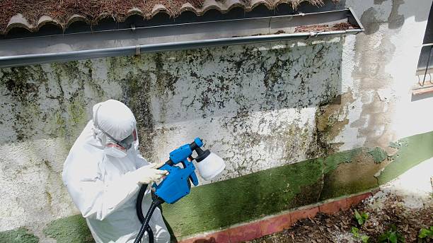 Trusted Black Mold Removal service in Allendale, NJ - Cheap Mold Removal